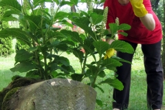 7a