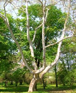 Сл.10.: Јаворолисни платан - Platanusacerifolia(Ait.) Willd.