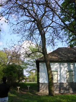 Сл.11.: Пауловнија - Paulowniatomentosa (Thunb.) Steud.