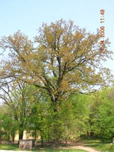Сл.4.: Храст лужњак - Quercus robur L.