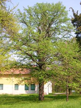 Сл. 6.: Мечија леска - CoryluscolurnaL